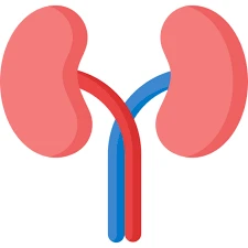 Kidney