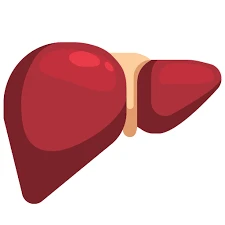 Liver